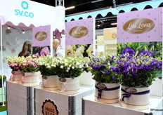 Lisi Lova van SV.CO. De potlisianthus over 2 weken weer beschikbaar, daarom snij lisianthus op de beurs ter inspiratie. Dit jaar komen er 2 nieuwe kleuren bij, lila en blauw wit.